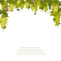 Bunches, vine of ripe green grapes. Royalty Free Stock Photo