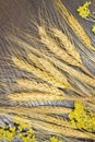 Bunches of of wheat, oats and yellow flowers on a table