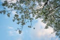 Bunches of white cherry blossoms in Spring