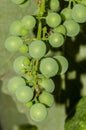 Bunches of white grapes in the foreground