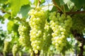 bunches of white grapes hanging on a vine Royalty Free Stock Photo