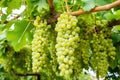 bunches of white grapes hanging on a vine Royalty Free Stock Photo