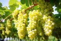 bunches of white grapes hanging on a vine Royalty Free Stock Photo