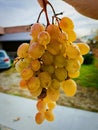 Bunches of white grapes picked from the vine Royalty Free Stock Photo