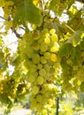 Bunches of white grapes ripen under the gentle autumn sun on the Greek island of Evia Royalty Free Stock Photo