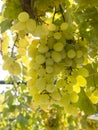 Bunches of white grapes ripen under the gentle autumn sun on the Greek island of Evia Royalty Free Stock Photo