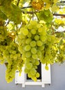 Bunches of white grapes ripen under the gentle autumn sun on the Greek island of Evia Royalty Free Stock Photo