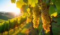 Bunches of white grapes ripen under gentle summer sun