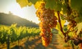 Bunches of white grapes ripen under gentle summer sun