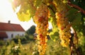 Bunches of white grapes ripen under gentle summer sun