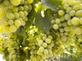 Bunches of white grapes ripen under the gentle summer sun on the Greek island of Evia Royalty Free Stock Photo