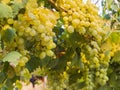 Bunches of white grapes ripen under the gentle summer sun on the Greek island of Evia Royalty Free Stock Photo