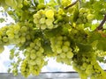 Bunches of white grapes ripen under the gentle summer sun on the Greek island of Evia Royalty Free Stock Photo