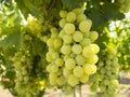 Bunches of white grapes ripen under the gentle summer sun on the Greek island of Evia Royalty Free Stock Photo