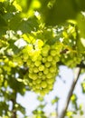 Bunches of white grapes ripen under the gentle summer sun on the Greek island of Evia Royalty Free Stock Photo