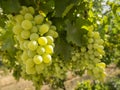 Bunches of white grapes ripen under the gentle summer sun on the Greek island of Evia Royalty Free Stock Photo