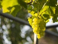 Bunches of white grapes ripen under the gentle summer sun on the Greek island of Evia Royalty Free Stock Photo