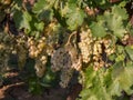 Bunches of white grapes ripen under gentle summer sun on Greek island in Greece