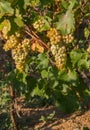 Bunches of white grapes ripen under gentle summer sun on Greek island in Greece