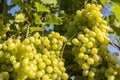 Bunches of white grapes on the vine Royalty Free Stock Photo