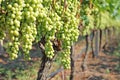 Bunches of white grapes on the vineyard Royalty Free Stock Photo