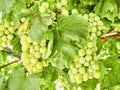Bunches of white grapes in a vineyard. Royalty Free Stock Photo