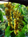 Bunches of white Muscat grapes, almost ready for the autumn harvest Royalty Free Stock Photo