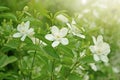 Bunches of white petals Snowflake flower plant are blooming under the sunlight morning