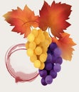 Bunches of white and red grapes with bright grape leaves. Spot of red wine Royalty Free Stock Photo