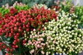 Bunches of white, red and pink hypericum in the flowers shop Royalty Free Stock Photo