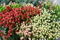 Bunches of white, red and pink hypericum in the flowers shop Royalty Free Stock Photo