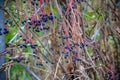 Bunches of wild red wine grapes hang from an old vine in warm af Royalty Free Stock Photo