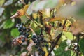 Bunches of wild red wine grapes hang from an old vine in warm afternoon light Royalty Free Stock Photo