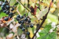 Bunches of wild red wine grapes hang from an old vine in warm afternoon light Royalty Free Stock Photo