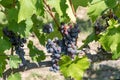 Close up image of a bunch of red grapes hanged from the branch o