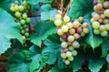 Bunches of wine grapes