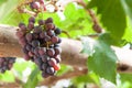 Bunches of wine grapes hanging on the vine with green leaves Royalty Free Stock Photo