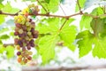 Bunches of wine grapes hanging on the vine with green leaves Royalty Free Stock Photo