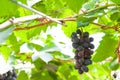 Bunches of wine grapes hanging on the vine with green leaves Royalty Free Stock Photo