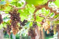 Bunches of wine grapes hanging on the vine with green leaves Royalty Free Stock Photo