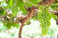 Bunches of wine grapes hanging on the vine with green leaves Royalty Free Stock Photo