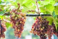 Bunches of wine grapes hanging on the vine with green leaves Royalty Free Stock Photo