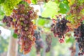 Bunches of wine grapes hanging on the vine with green leaves Royalty Free Stock Photo