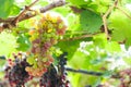 Bunches of wine grapes hanging on the vine with green leaves Royalty Free Stock Photo