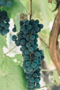 Bunches of wine grapes hanging on the wine in late afternoon sun Royalty Free Stock Photo