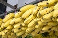 Bunches of Yellow Bananas