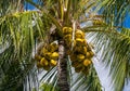 Bunches of yellow coconuts at top of tropical palm tree Royalty Free Stock Photo