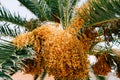 Bunches of yellow dates on green palm branches Royalty Free Stock Photo