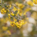Bunches of Yellow flowers of barberry Bush 2
