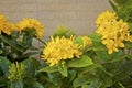 Bunches of yellow petals Ixora flower plant blooming on grey wall background, close up photo